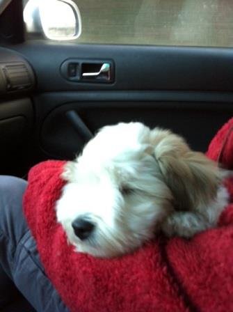 Casanova på vej fra Warscawa til Mosevænget i Kuæepile