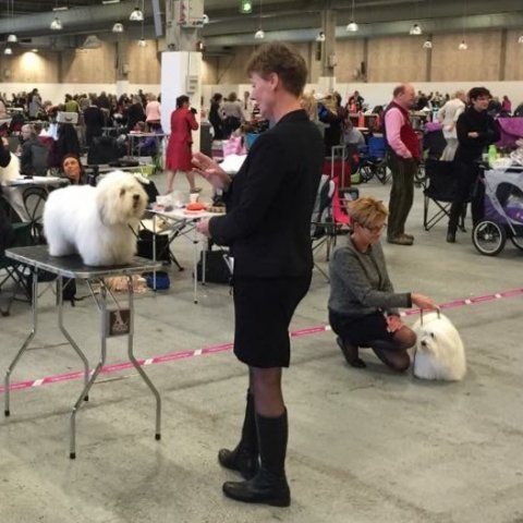 Casanova Herning 2015