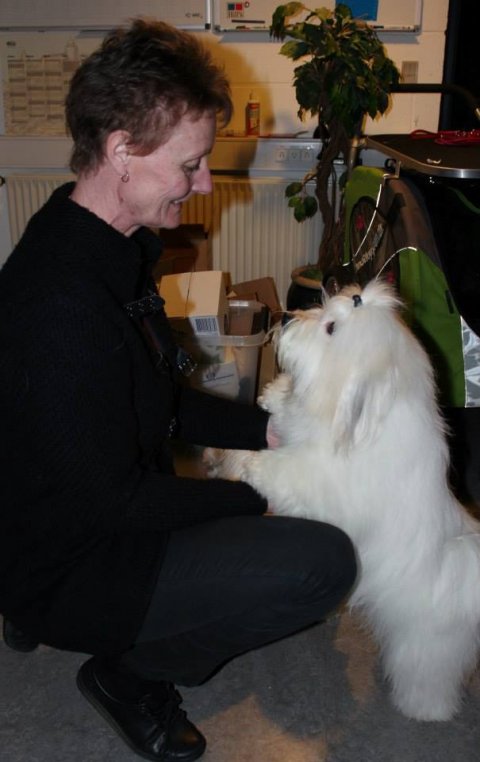 casanova groomet til udstilling