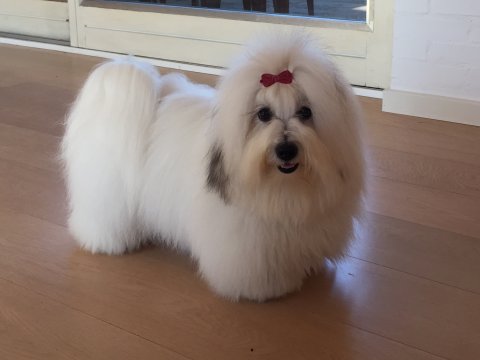 Tika før udstilling i Dortmund