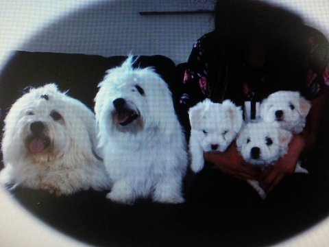 Casanova og Sille med hvalpe