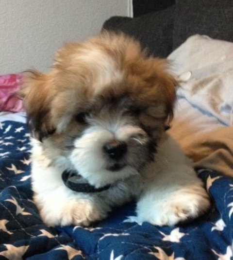 Frote - Perletand 6 måneder