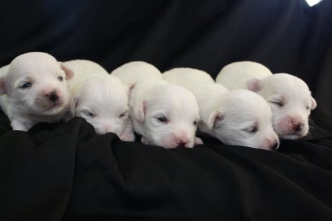 hvalpe 2 uger mille 2014