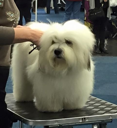 Casanova tysk champion i Dortmund 20015