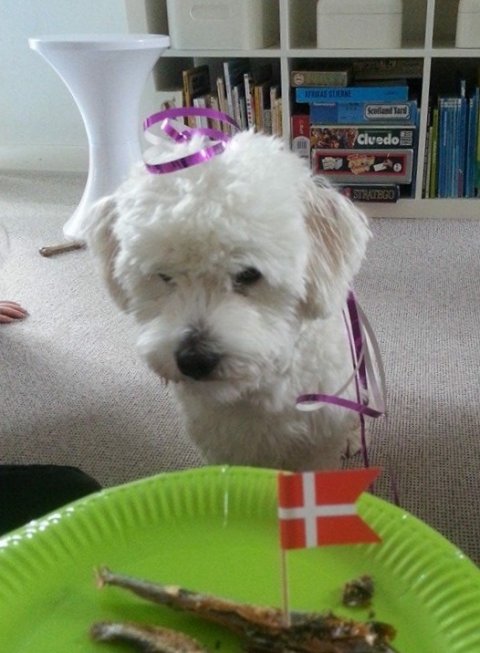 Aslan coco 1 år