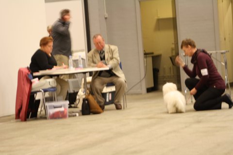 Mille - Herning 2012