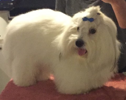 Spejlbillede af Casanova the Sweetest Coton