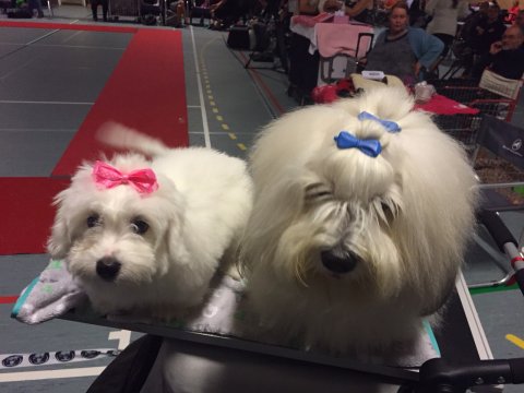 Dicte og Casanova i^Årslev 2015