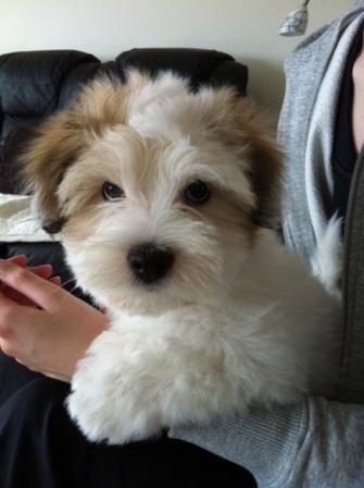 Casanova netop "landet" på Mosevænget"