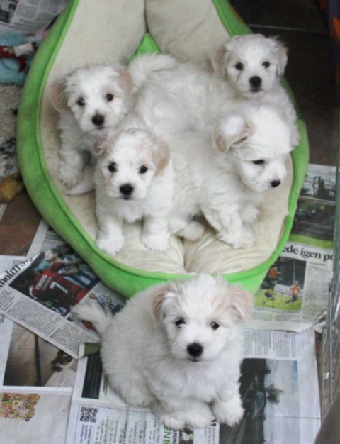 hvalpe 7 uger mille 2014